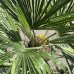 Palma konopná (Trachycarpus fortunei) - výška kmeňa 60-80 cm, celková výška 130-160 cm (-17°C)